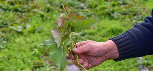Een bataatscheut of slip wordt afgeknipt en geplant - (c) VLAM, Patricia De Laet