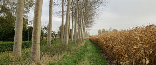 Een rij bomen zorgt voor bescherming van het bioveld tegen drift - (c) CCBT

----

Sort: 4