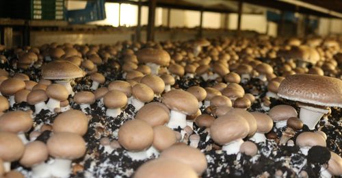 Bruine kastanjechampignons in volle groei - (c) Chamrova

----

Sort: 5