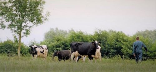 Biokoeien vertoeven lang in de wei - (c) Het Ranke Riet