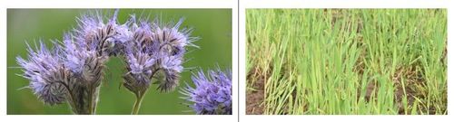 Goeie groenbedekkers zijn o.a. phacelia of Japanse haver - (c) Vlam, P. De Laet