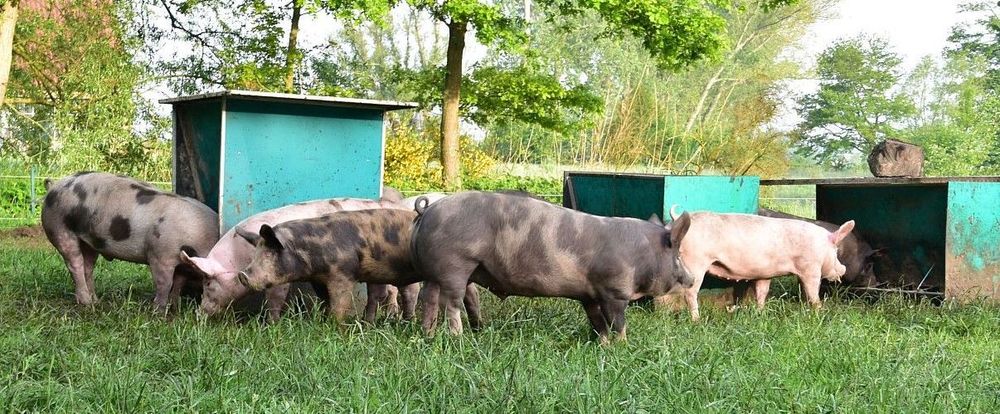 Deze biovarkens hebben een ruime buitenloop op gras, dat is eerder uitzonderlijk - (c) VLAM, Patricia De Laet