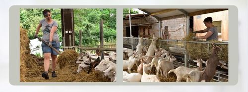 Amber aan het werk tussen de geiten van 't Goerenhof - (c) VLAM, P. De Laet