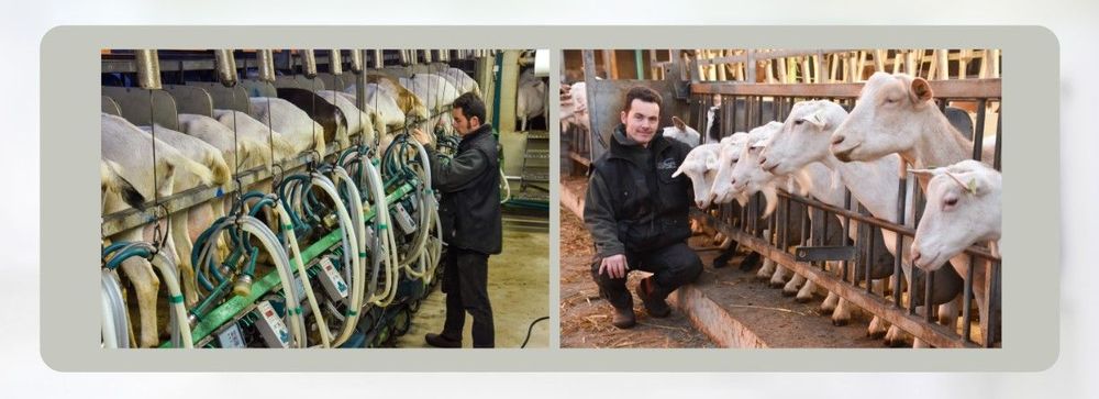 Koen Vanroye aan het werk in de melkerij - (c) VLAM, P. De Laet