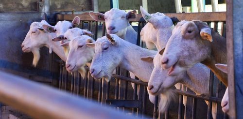 De geitjes worden naast de deur grootgebracht en gemolken - (c) VLAM, P. De Laet