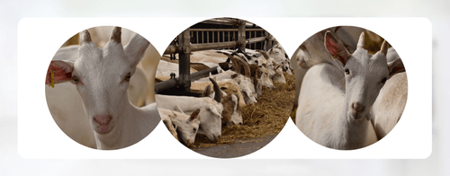 De verschillende geitenrassen leven vreedzaam bij elkaar op 't Goerenhof - (c) VLAM, P. De Laet