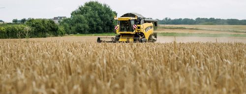 Het biologische graan werd in augustus geoogst - (c) De 3 Fonteinen
----
Sort: 2