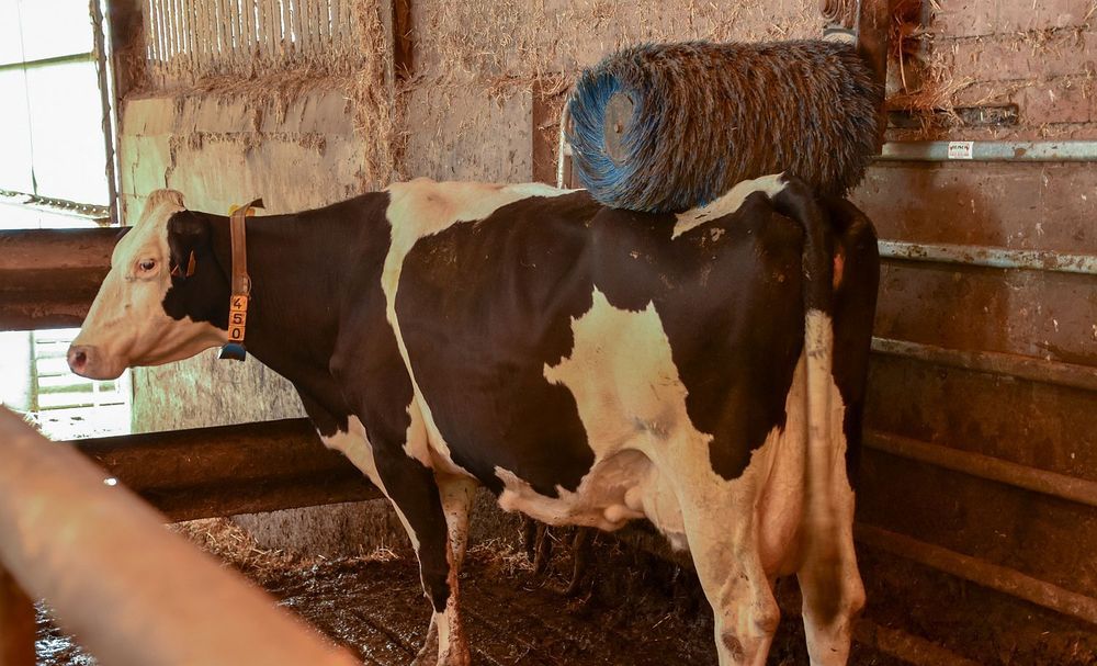 Een lekkere rugmassage - ook goed tegen de luizen!  - (c) VLAM, P. De Laet