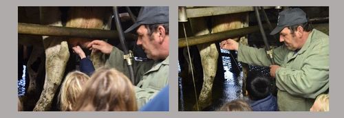 Iedereen mag de koe melken - en krijgt er een warm desertje bovenop!  - (c) VLAM, P. De Laet