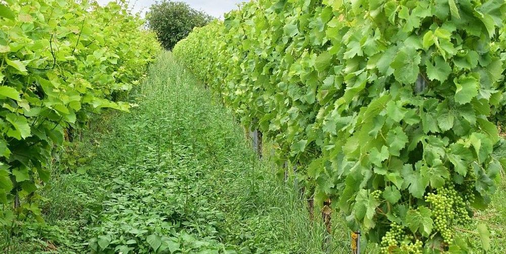 Diep wortelende vlinderbloemige planten houden de bodem vruchtbaar - (c) VLAM, P. De Laet