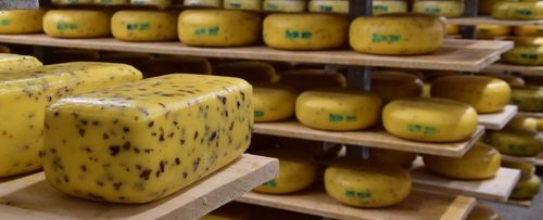 De kazen rijpen rustig in de rijpingsruimte - (c) VLAM, Patricia De Laet