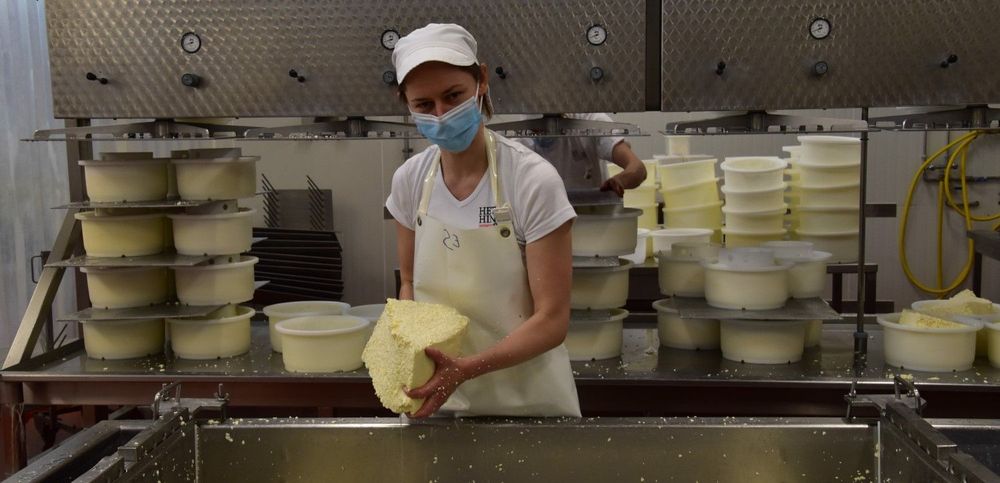 De wrongel wordt in stukken gesneden en in vormen gelegd - (c) VLAM, Patricia De Laet