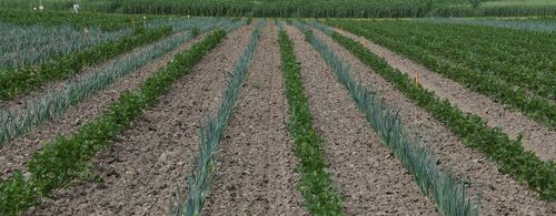 De alternerende stroken van prei en knolselder zijn duidelijk te zien op dit veld - (c) VLAM, P. De Laet