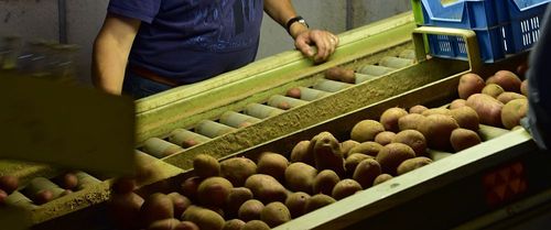 Na de oogst worden de aardappelen gesorteerd op grootte - (c) VLAM, P. De Laet