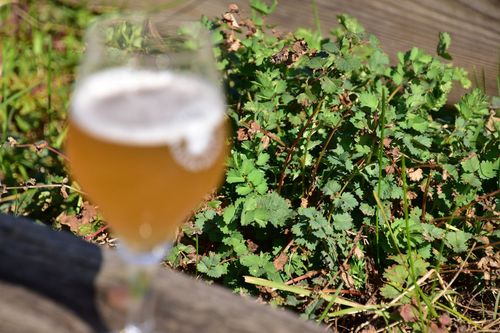 Pimpernel geeft extra cachet aan het bier - (c) VLAM, P. De Laet