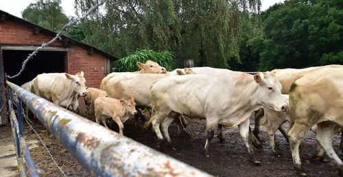 De koeien van de Kijfelaar stormen de stal uit - (c) VLAM, P. De Laet