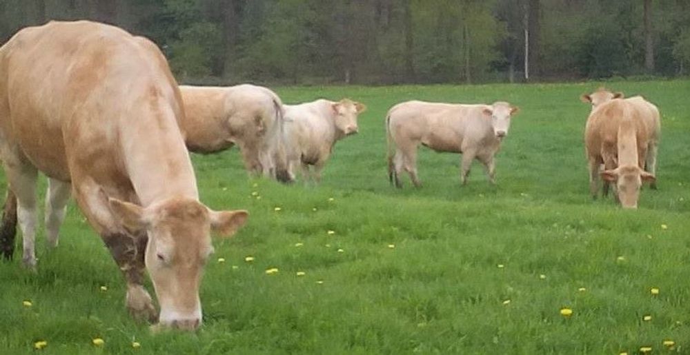 De koeien in de wei bij De Kijfelaar - (c) Kijfelaar, Albertus Engbers