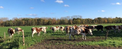 Biokoeien grazen veel buiten (hier bij de Dobbelhoeve) - (c) VLAM, P. De Laet