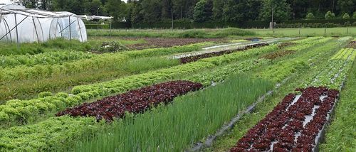 Biologische akkers bij De Levende Aarde - (c) VLAM, P. De Laet