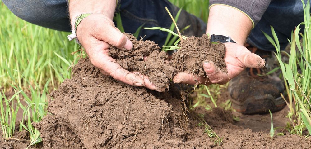 Nico Vandevannet toont hoe de bovenlaag van zijn bodem eruit ziet - (c) VLAM, P. De Laet