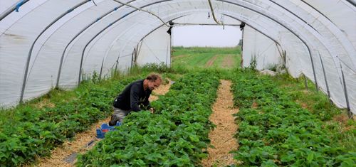 Maarten Van Gool van De Levensbron aan het werk in zijn aardbeientunnel - (c) VLAM, P. De Laet