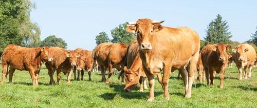 Stevige rosse Limousin-koeien