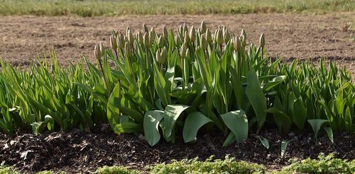 De tulpen zijn bijna plukklaar - (c) VLAM, P. De Laet
