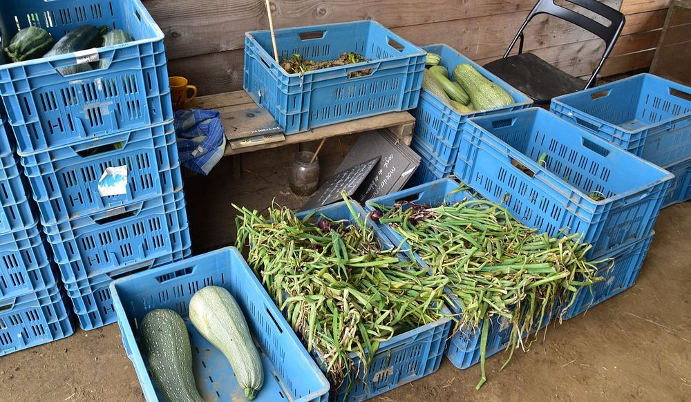Oogst van grote courgettes en rode ui om mee te nemen - (c) VLAM, Patricia De Laet