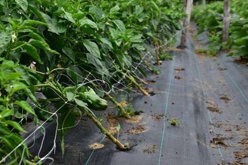 Paprika's groeien door een folie die al het onkruid tegenhoudt - (c) VLAM, Patricia De Laet