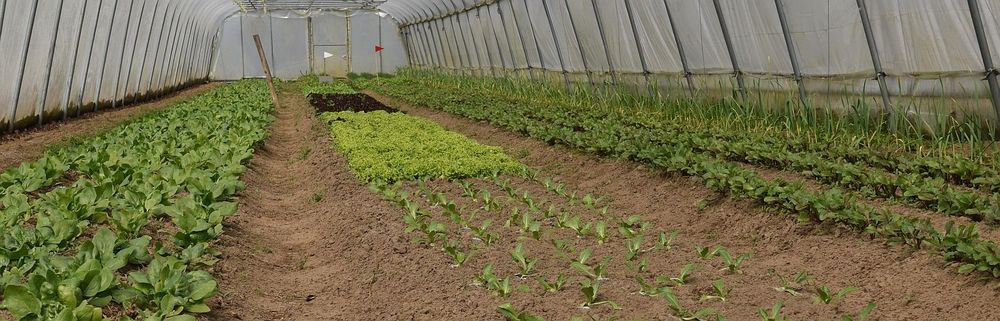Allerlei soorten lekker groen in de tunnels - (c) VLAM, P. De Laet