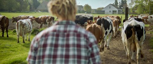 Nils Mouton en zijn koeien - (c) VLAM, Via Victor

----

Sort: 3