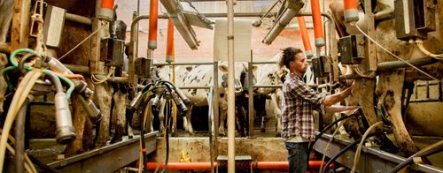 Nils Mouton bij de melkmachines - (c) VLAM, Via Victor