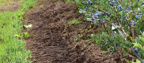 Onder de bessenplanten ligt een laag vruchtbare bokashi - (c) VLAM, P. De Laet