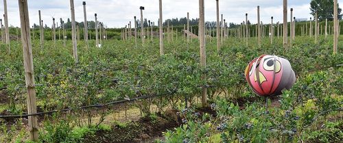 Vogelafschrikker tussen de bessen - (c) VLAM, P. De Laet