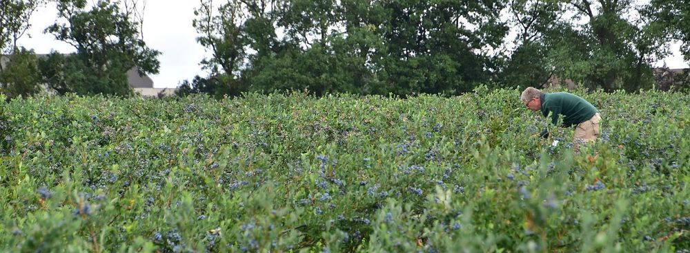 Christ Lavens tussen zijn blauwe bessen - (c) VLAM, P. De Laet