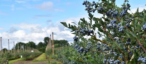 Mm, blauwe bessen - (c) VLAM, P. De Laet