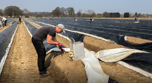 Asperges steken is een secuur werkje - (c) VLAM, P. De Laet
