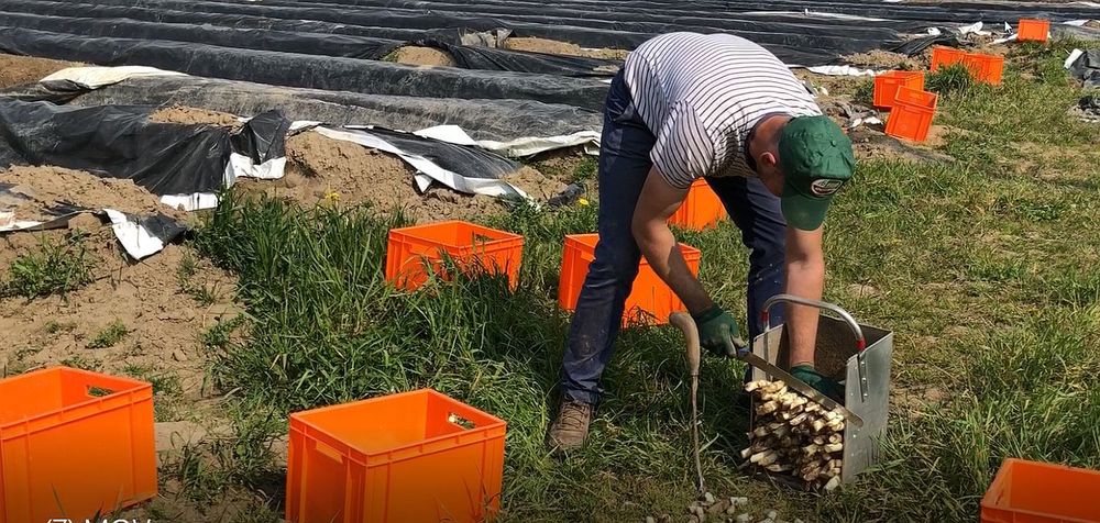 De asperges worden gelijk afgesneden zodat ze dezelfde maat hebben voor de verpakking - (c) VLAM, P. De Laet
