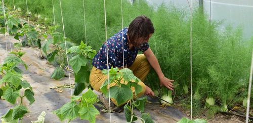 Wat ze nodig heeft, oogst Sofie rechtstreeks op het bioveld - (c) VLAM, Patricia De Laet