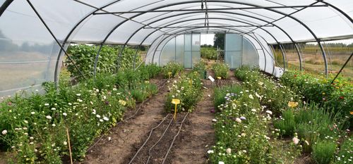 Onderzoek naar dubbele teelten in de biokas op het Proefcentrum voor Sierteelt - (c) VLAM, Patricia De Laet

----

Sort: 4