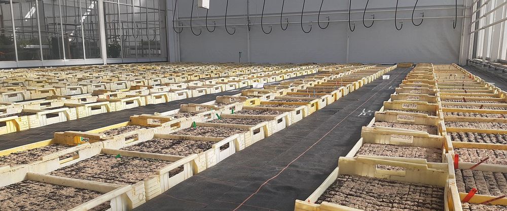 Een serre van het Proefcentrum Sierteelt is nu de biobloemencouveuse - (c) PCS