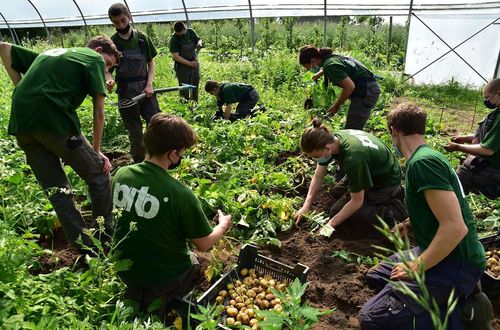 Roeland De Meutter helpt bij het aardappelen oogsten - (c) VLAM, Patricia De Laet