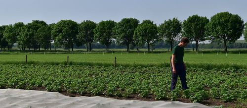 Roeland De Meutter inspecteert de biovelden - (c) VLAM, Patricia De Laet