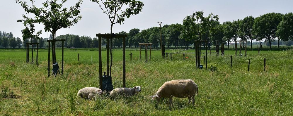 Fruitbomen en roofvogelpaal - (c) VLAM, Patricia De Laet