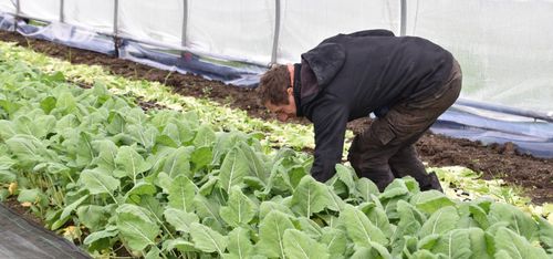 Lieven Devreese op zijn bioveld in de tunnelserre - (c) VLAM, P. De Laet