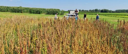 De oogst van biologische quinoa op het proefveld van ILVO - (c) ILVO