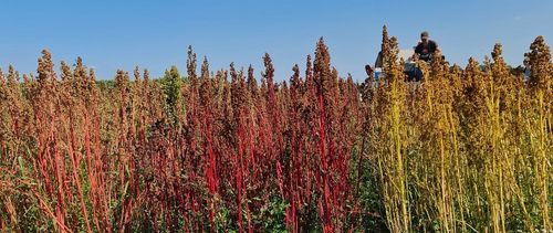 Biologische quinoa in verschillende kleuren op het proefveld van ILVO - (c) ILVO