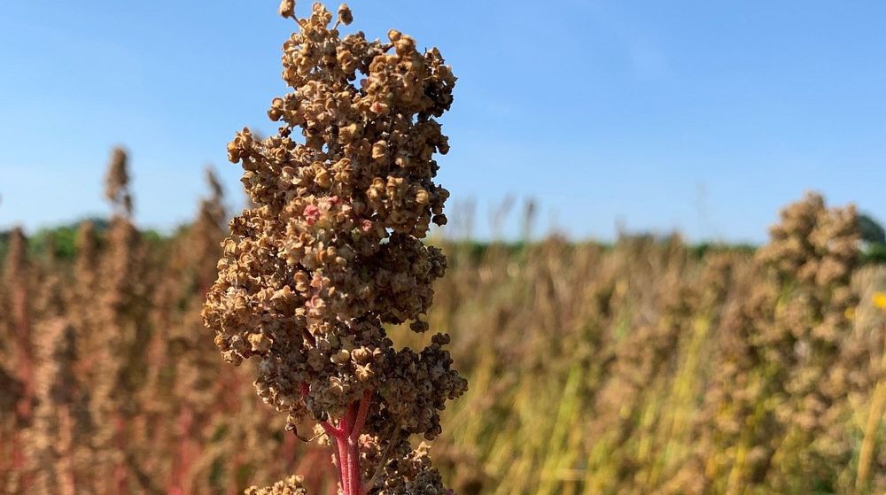 Trosje biologische quinoa - (c) ILVO