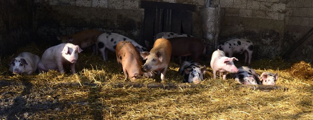 Opgroeiende varkens kunnen vrij naar buiten
