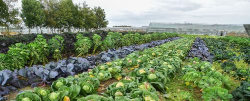 Velden vol groen bij Rawijs - (c) VLAM, Patricia De Laet